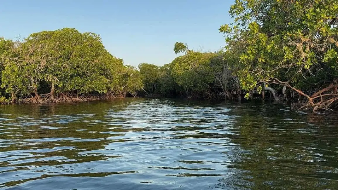 Boat cruising through Mida Creek mangrove channels in Watamu Kenya